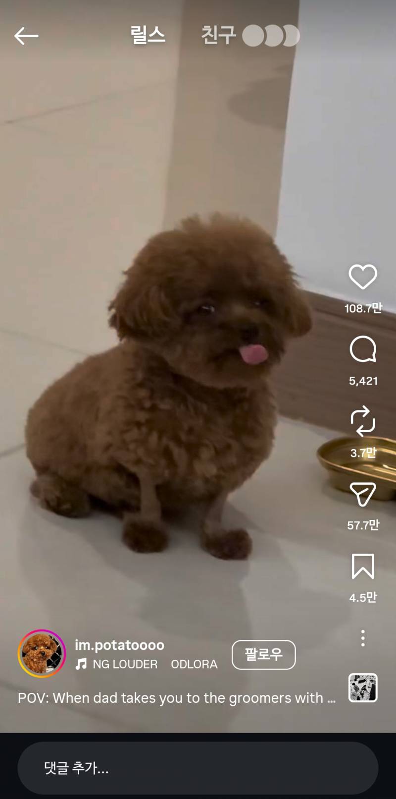[잡담] 강아지 다리 ㄹㅇ 털빨이구나ㅋㅋㅋ | 인스티즈