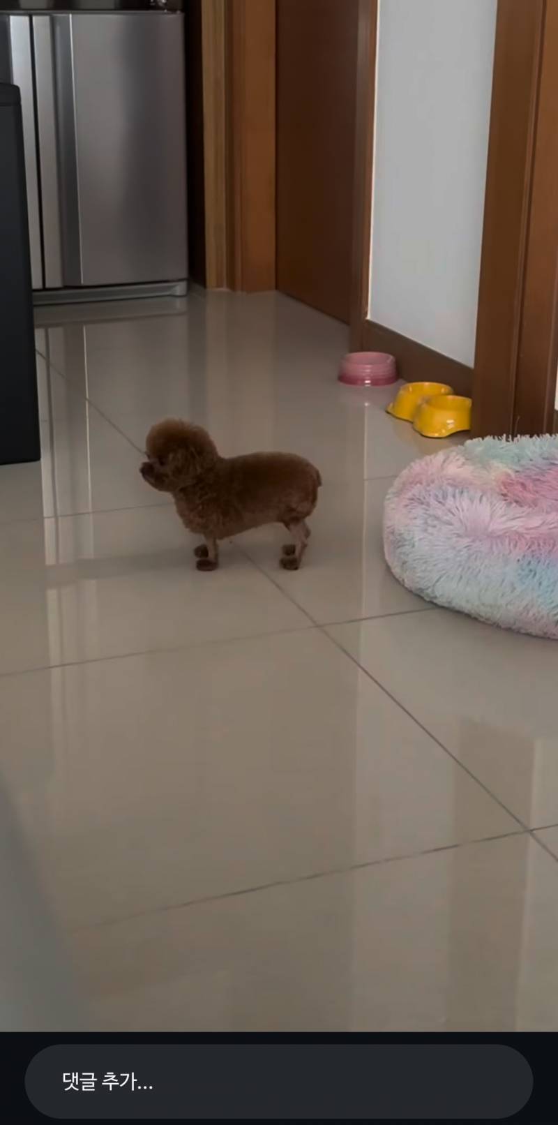 [잡담] 강아지 다리 ㄹㅇ 털빨이구나ㅋㅋㅋ | 인스티즈
