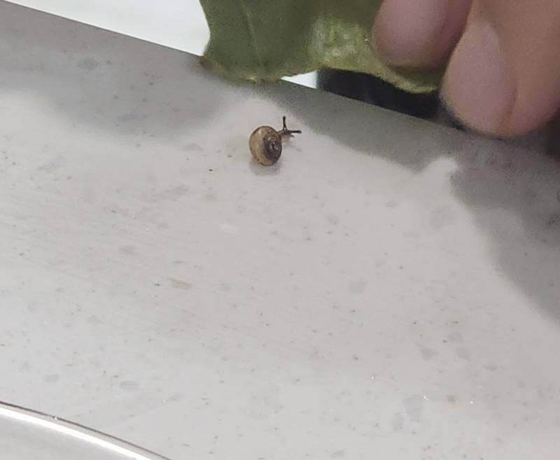 [잡담] 우리집 달팽이 동생 생겼다🐌🐌 | 인스티즈
