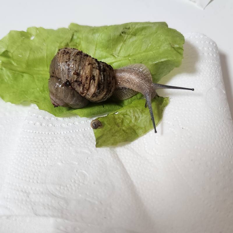 [잡담] 우리집 달팽이 동생 생겼다🐌🐌 | 인스티즈