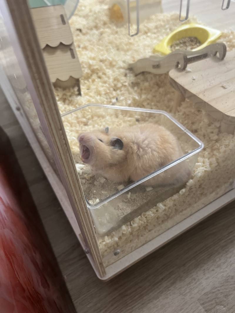 [잡담] 햄찌 하품하는 거 순간포착했당 ㅋㅋㅋ | 인스티즈