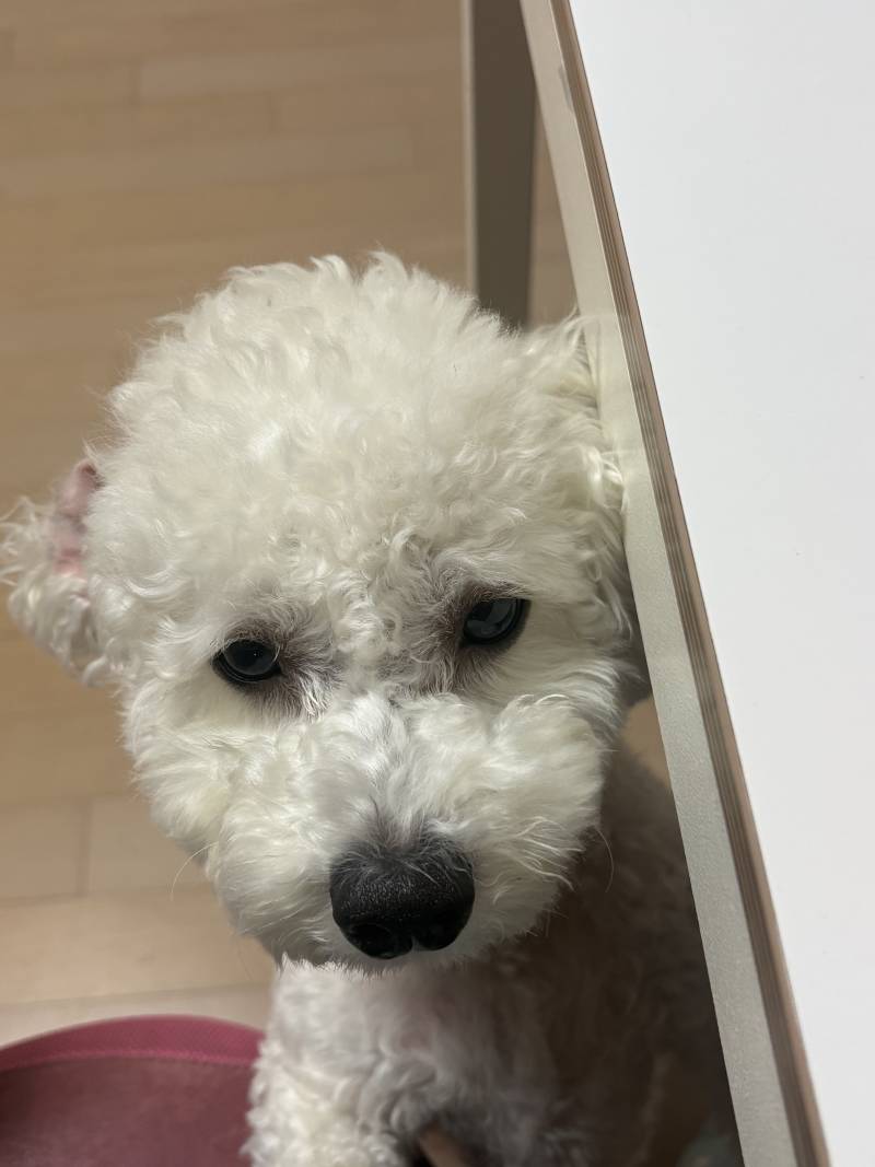 [잡담] 내가 제일 좋아하는 울 강쥐 사진 | 인스티즈