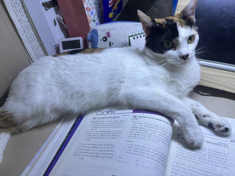 [잡담] 고양이 보고싶다.. 퇴근하고 싶다... | 인스티즈