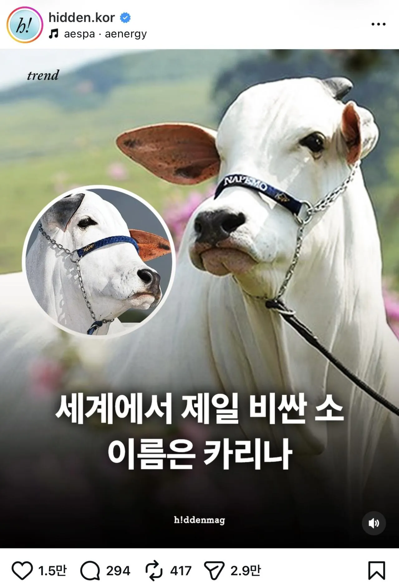 [잡담] 세계에서 제일 비싼 암소의 이름은 '카리나' (feat.윈터) | 인스티즈