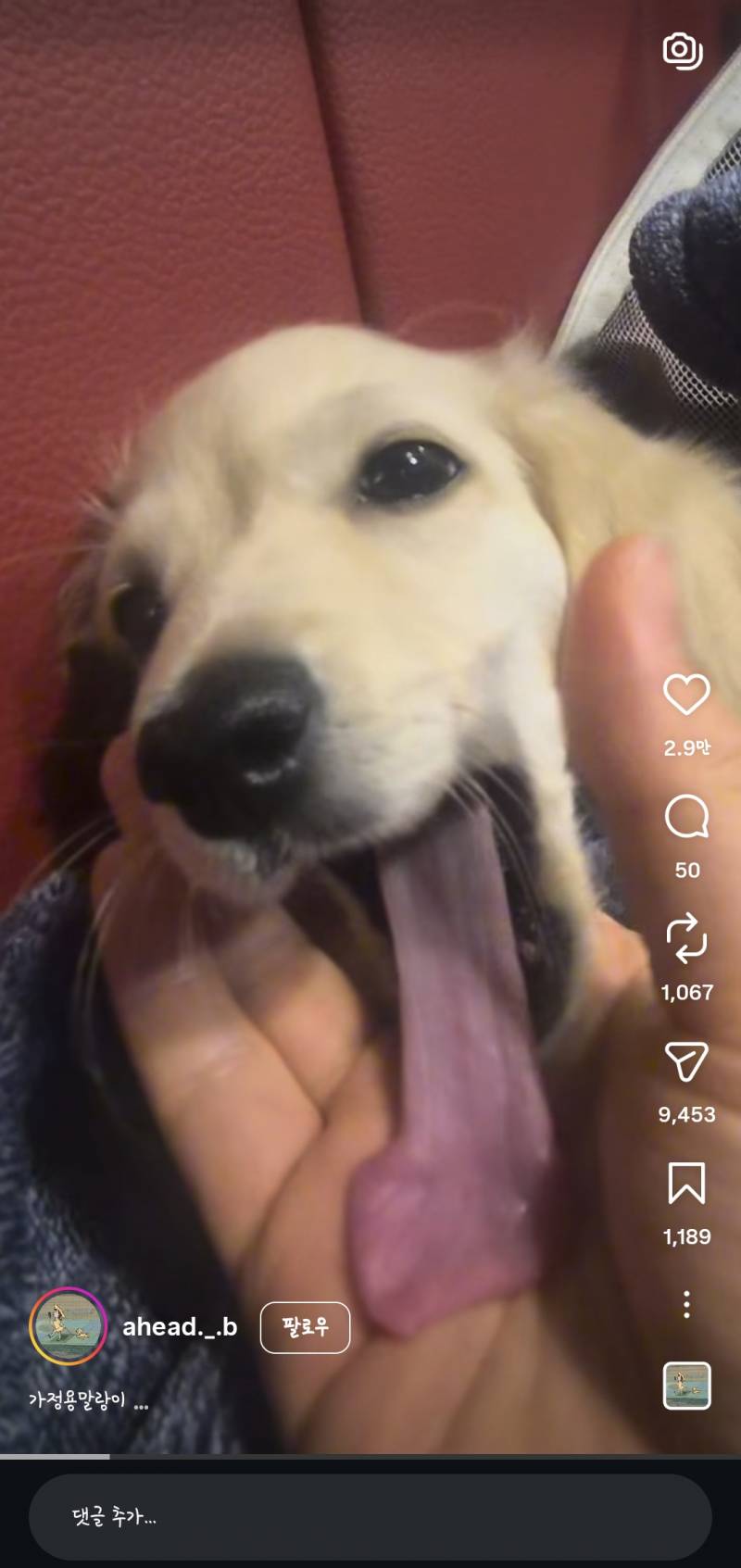 [잡담] 개 혓바닥이 이렇게 긴 줄 몰랐음 ㅋㅋㅋㅋㅋㅋㅋㅋㅋㅋㅋㅋㅋㅋ | 인스티즈