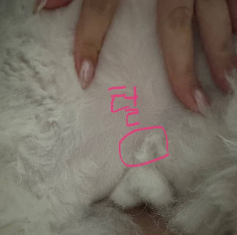 [잡담] 우리집 고양이 왜 🌶️가 없지?? | 인스티즈