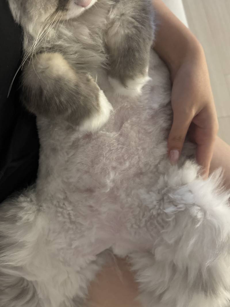 [잡담] 우리집 고양이 왜 🌶️가 없지?? | 인스티즈