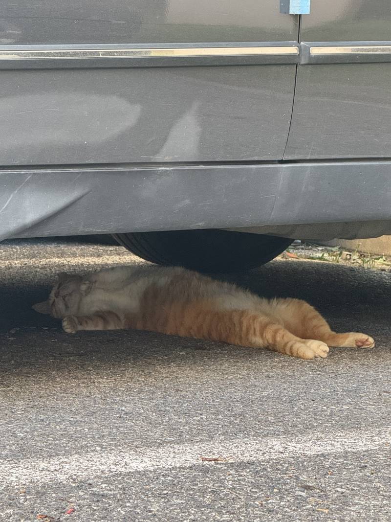 [잡담] 울 동네 고양이 봐 | 인스티즈