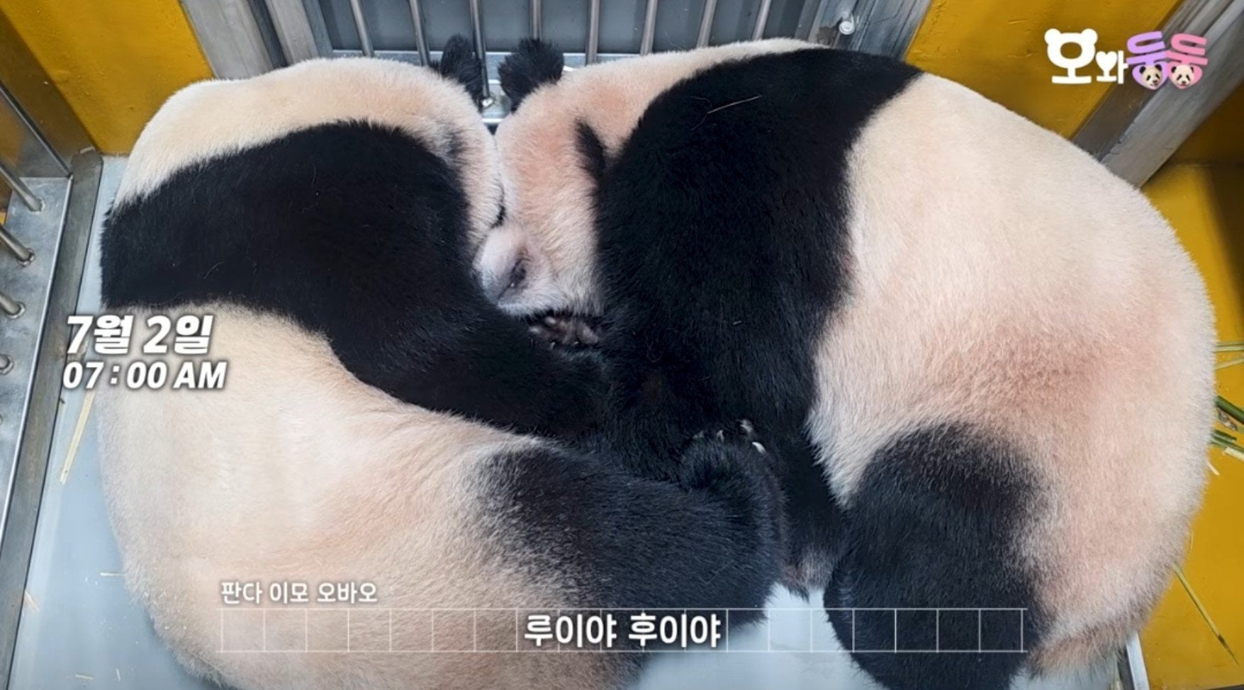 [잡담] 우리나라 비쥬얼 자매 자는 모습 | 인스티즈