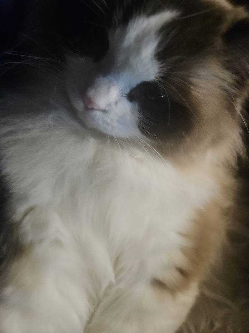 [잡담] 우리집 고양이 너무귀여운데 자랑할 사람이 없음 | 인스티즈