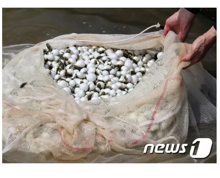 ??? : 누가 탁구공을 물에 엄청 버리고 있어요 | 인스티즈