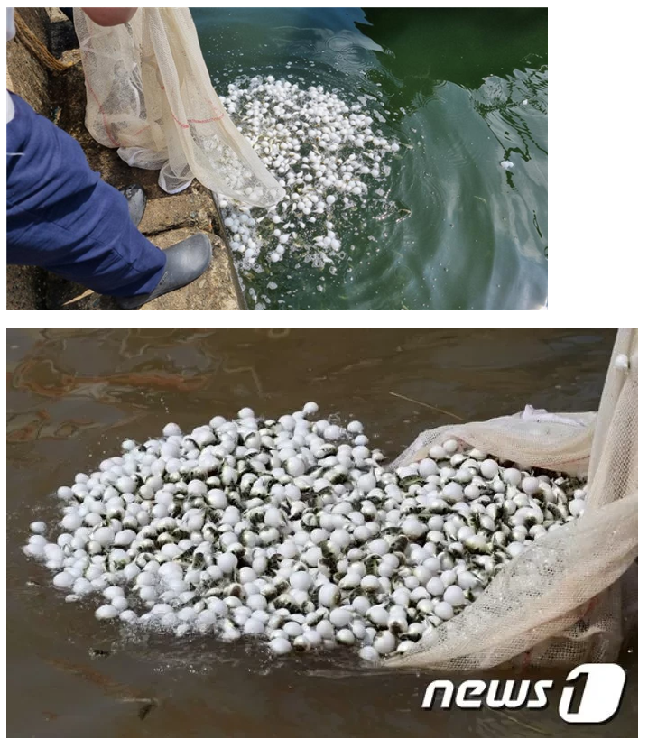 ??? : 누가 탁구공을 물에 엄청 버리고 있어요 | 인스티즈