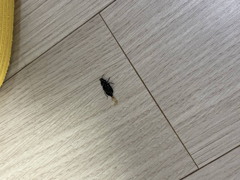 [잡담] 이거 바퀴아니지?? 지피티제미나이 물어보고 왔는데 한번더 확인사살좀 ㅜㅜㅜ…. (ㅎㅇㅈㅇ) | 인스티즈