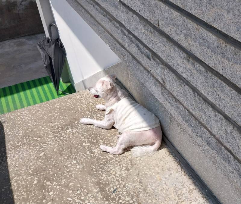 [잡담] 울집 할배 구경할래? | 인스티즈