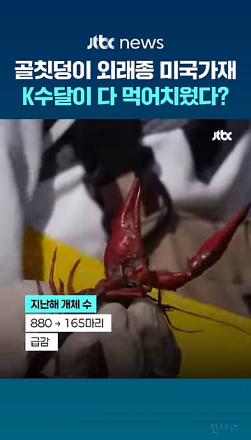 생태계 교란종인 미국가재 씨가 말라가는 중 | 인스티즈