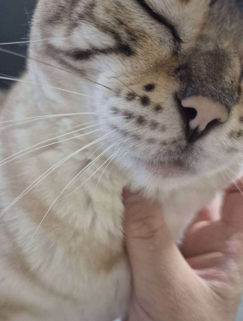 [잡담] 흰수염 사이에 한 가닥 검은 수염이다냥 | 인스티즈
