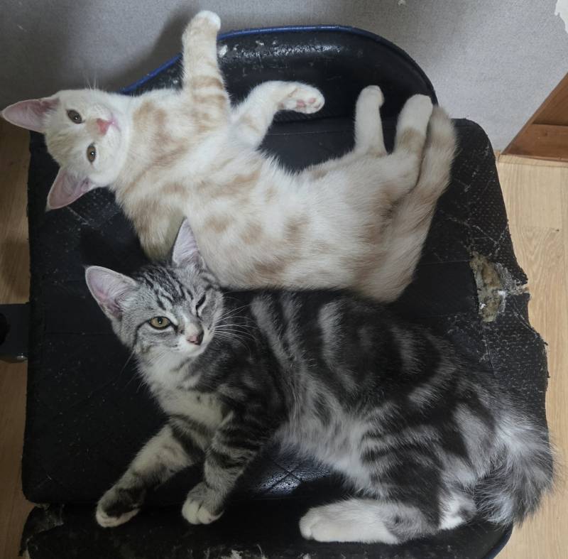 [잡담] 고양이 입양할건데 어떤 애기 입양하지 ㅠㅠ | 인스티즈