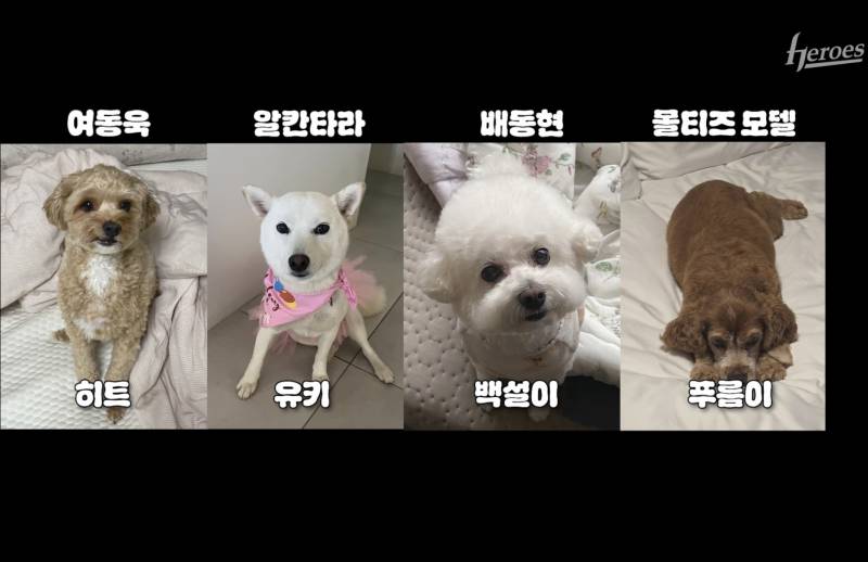 [잡담] 우리팀 자컨으로 강아지 자랑대회 열렸는데 다 귀여움 | 인스티즈