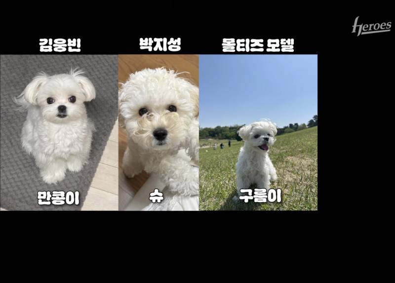 [잡담] 우리팀 자컨으로 강아지 자랑대회 열렸는데 다 귀여움 | 인스티즈