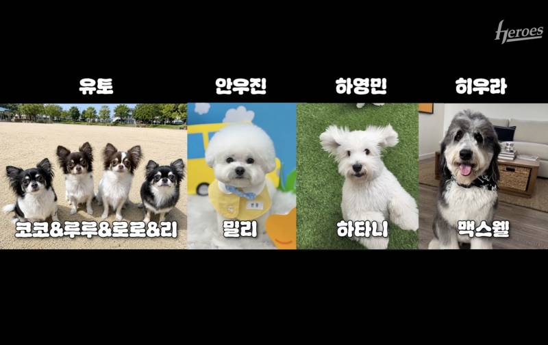 [잡담] 우리팀 자컨으로 강아지 자랑대회 열렸는데 다 귀여움 | 인스티즈