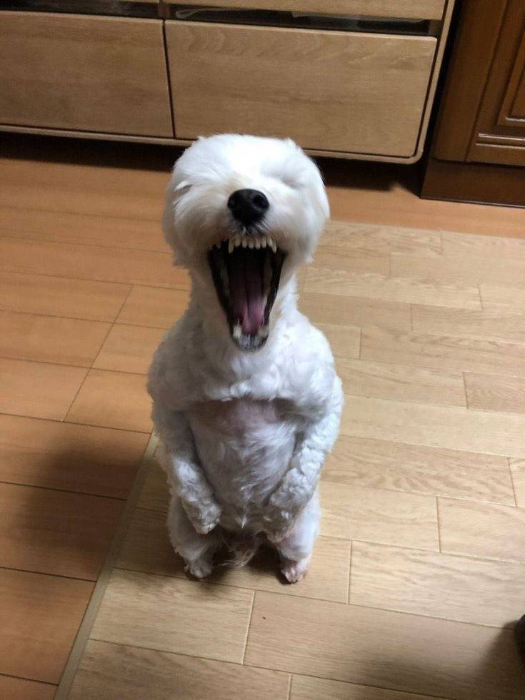 [잡담] 누나들 컬리에서 뭐 시킬만한 거 있어요? | 인스티즈