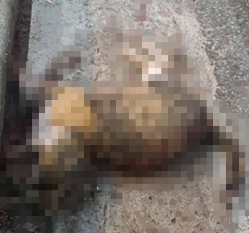 ???: 길고양이 개체수를 줄여야 한다🤬🤬🤬 | 인스티즈