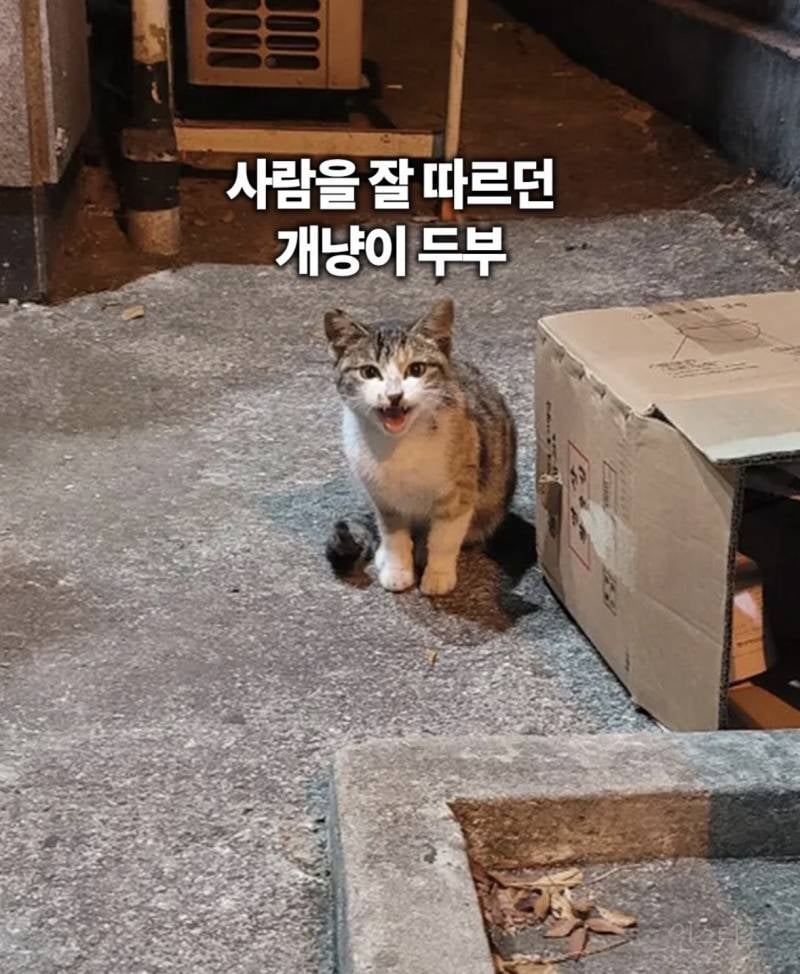 ???: 길고양이 개체수를 줄여야 한다🤬🤬🤬 | 인스티즈