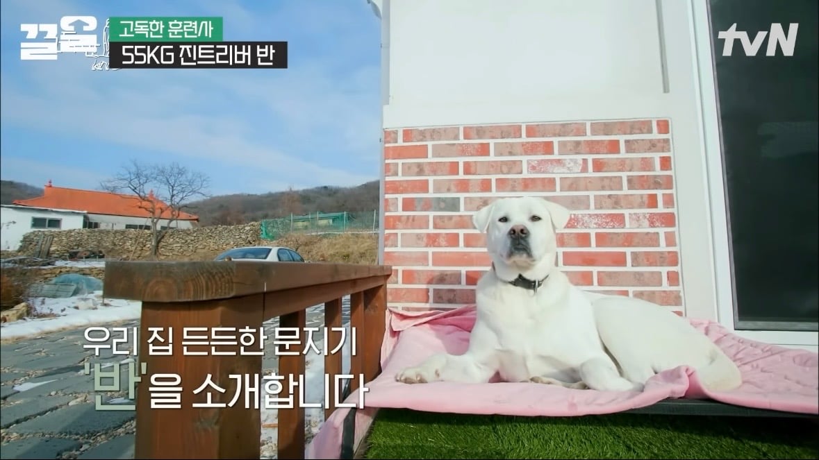 [잡담] 무슨 강아지가 55kg | 인스티즈