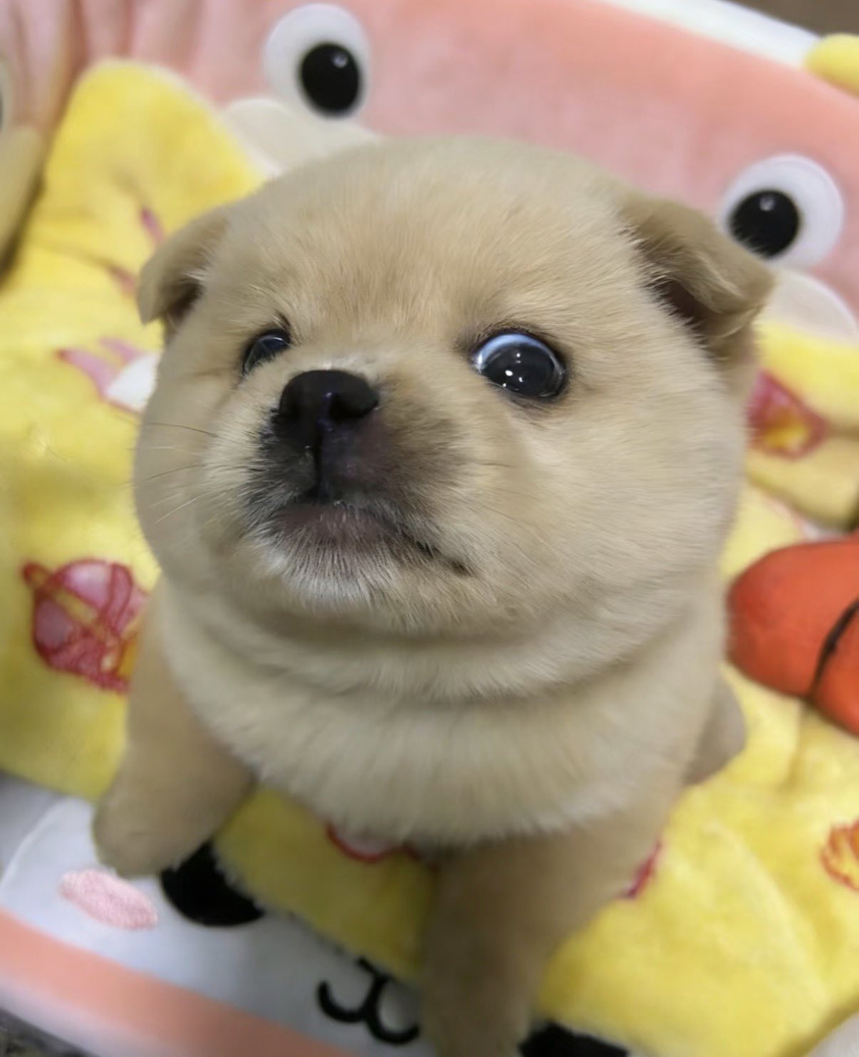 [잡담] 동물 사진 저장하는 사람 있어??? | 인스티즈
