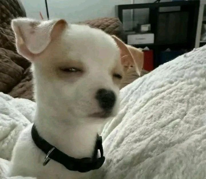 [잡담] 동물 사진 저장하는 사람 있어??? | 인스티즈
