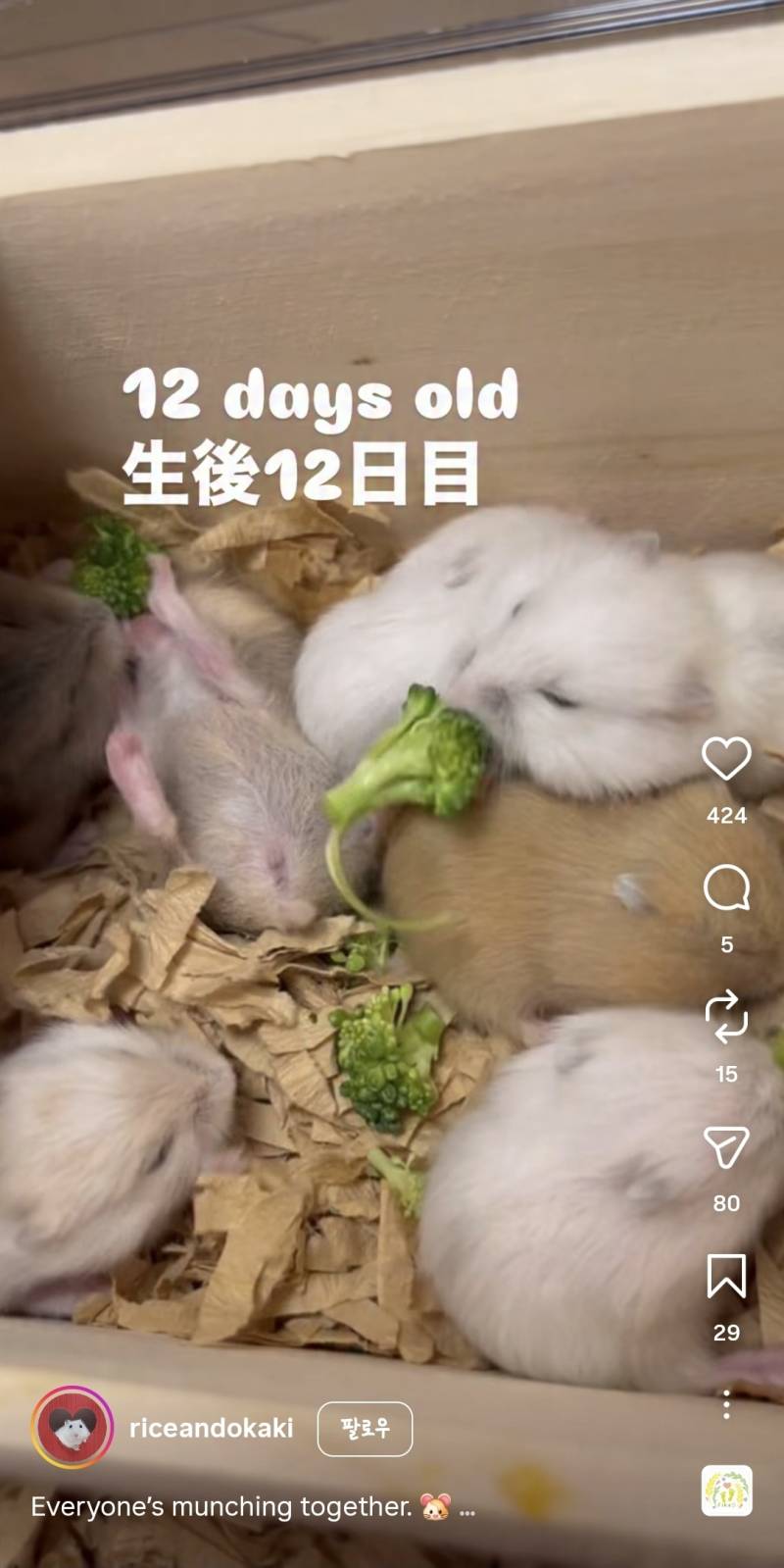 [잡담] 햄스터 생각보다 빨리 자라나보넹 | 인스티즈