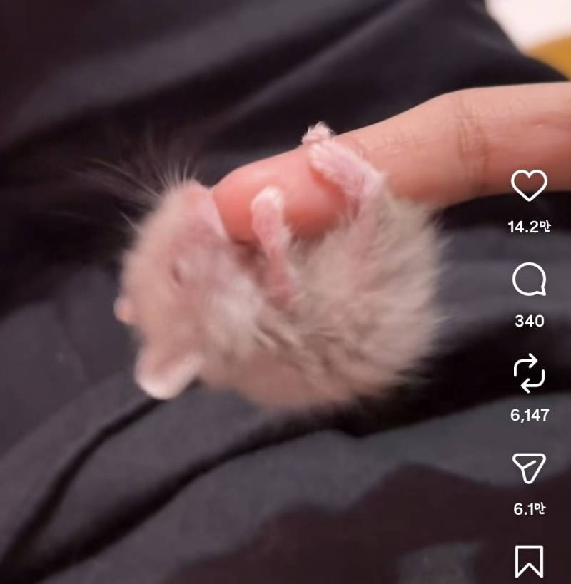 [잡담] 햄스턴가 쥔가 하찮네 | 인스티즈