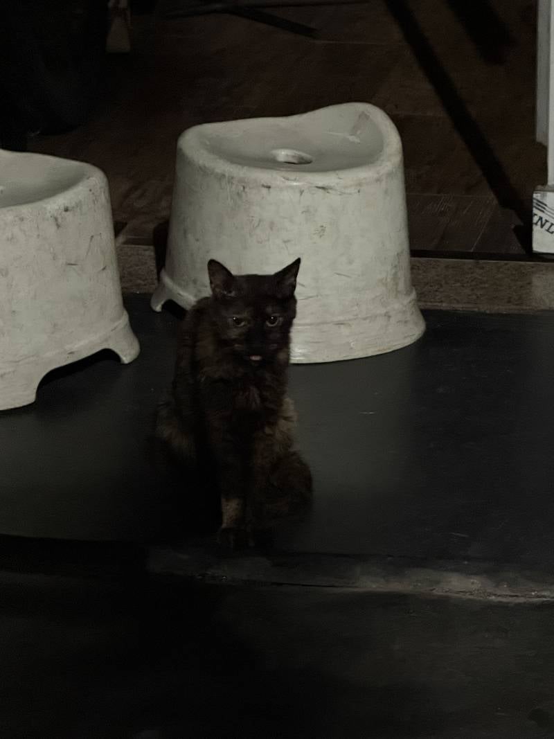 [잡담] 길냥이 메롱하고있길래 제미나이한테 물어봤는데 얼탱 없네 | 인스티즈