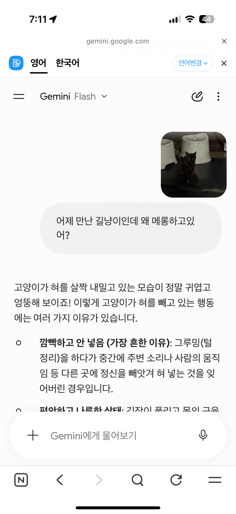 [잡담] 길냥이 메롱하고있길래 제미나이한테 물어봤는데 얼탱 없네 | 인스티즈