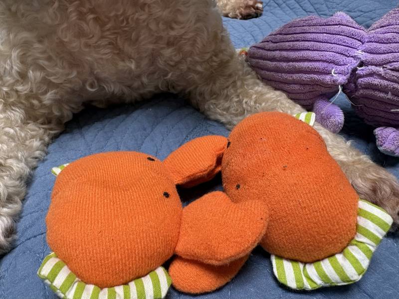 [잡담] 우리집 강아지 효견인점 | 인스티즈