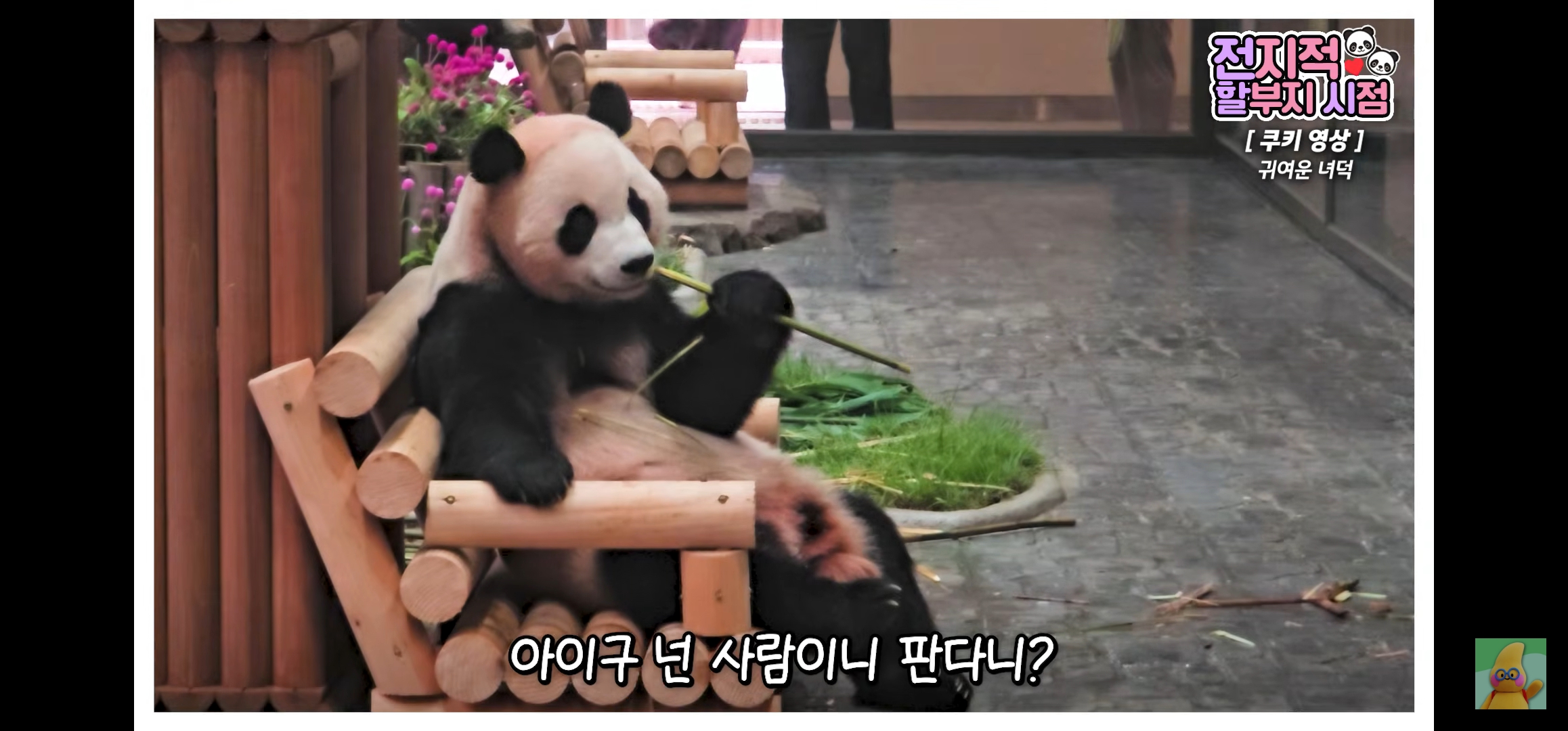 [잡담] 후이바오야 넌 진짜 지퍼 열고 나와라 ㅋㅋ | 인스티즈