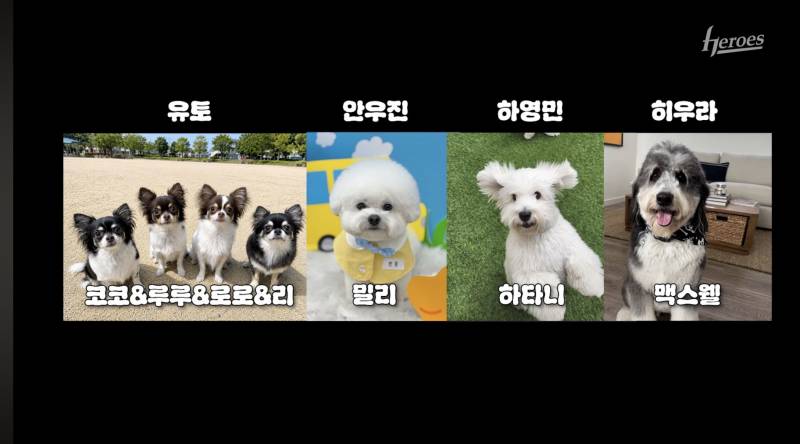 [잡담] 와 진짜 약간 본인이 키울 것 같은 강아지 키우신다 | 인스티즈