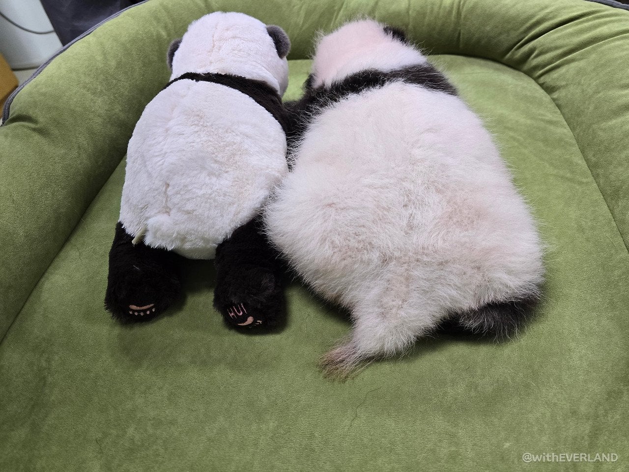 [잡담] 판다의 시간은 와이리 빨리 흐르는 거야 | 인스티즈