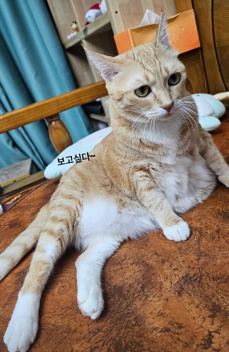 [잡담] 그럼 난 정준재가 키우는 고양이 자랑해도돼? | 인스티즈