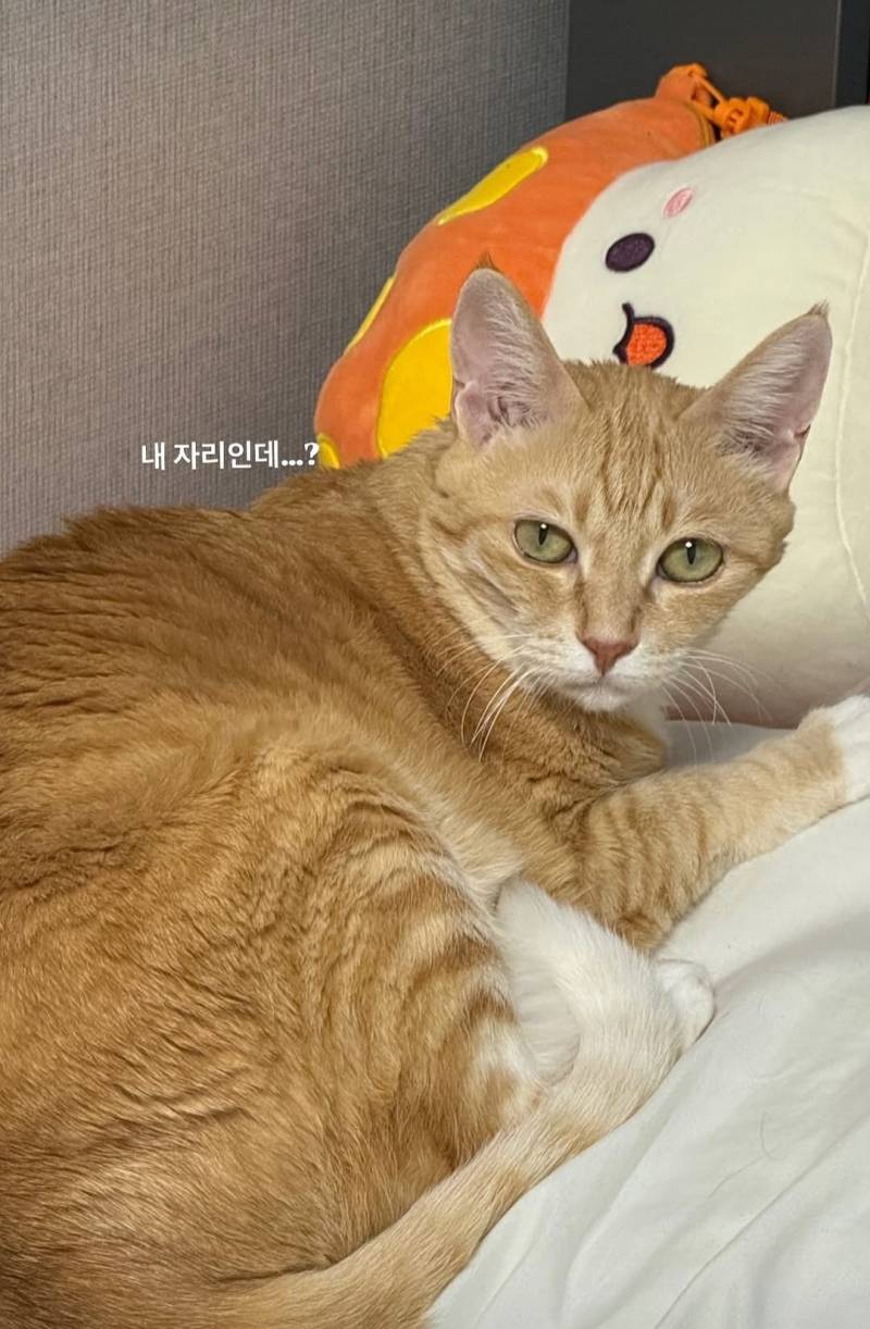 [잡담] 그럼 난 정준재가 키우는 고양이 자랑해도돼? | 인스티즈