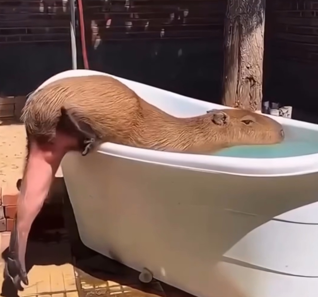 [잡담] 카피바라 다리 진짜 정떨어진다 | 인스티즈