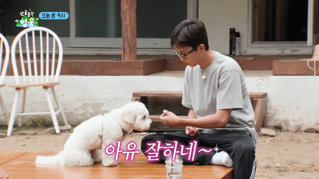 [잡담] 차승원을 무서워하는 임영웅네 강쥐 ㅋㅋㅋㅋ | 인스티즈
