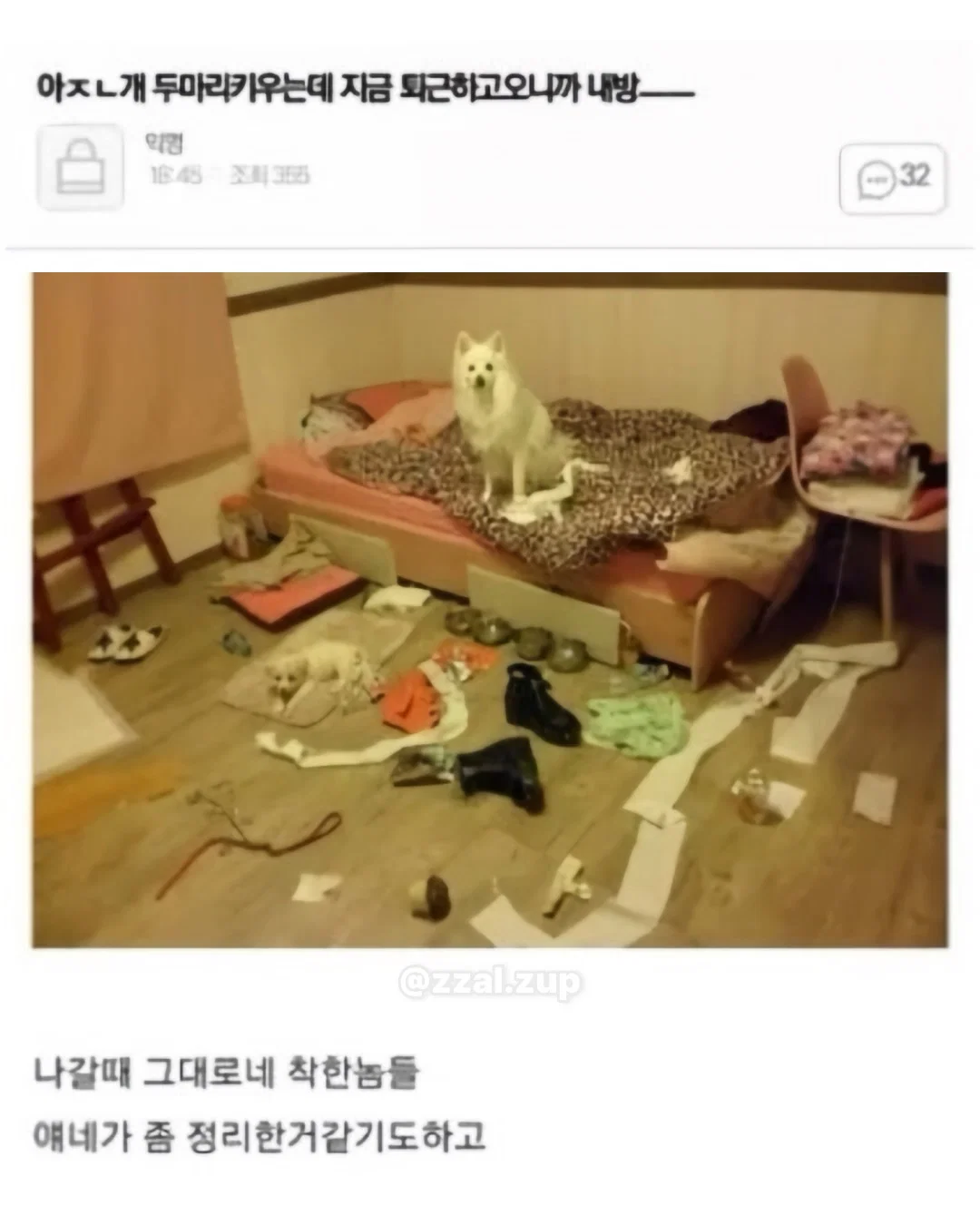 아 개 두마리키우는데 지금 퇴근하고 오니까 내방 | 인스티즈