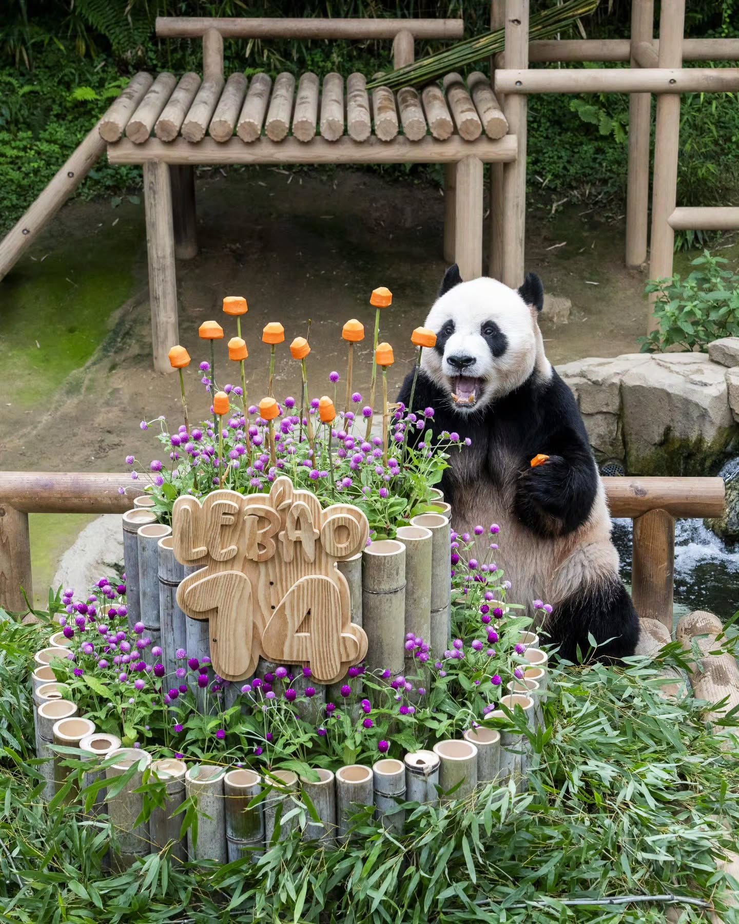 [잡담] 오늘 러바오 14번째 생일이야🐼 | 인스티즈