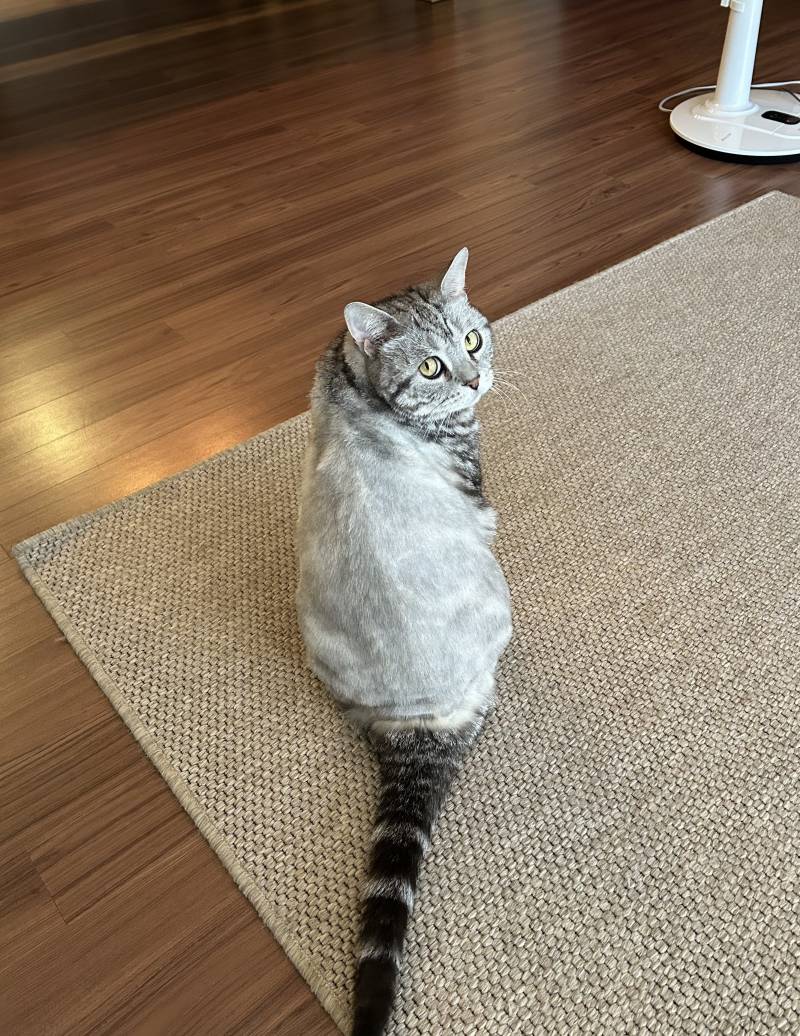 [잡담] 울집 고양이 등만 밀었는데 | 인스티즈