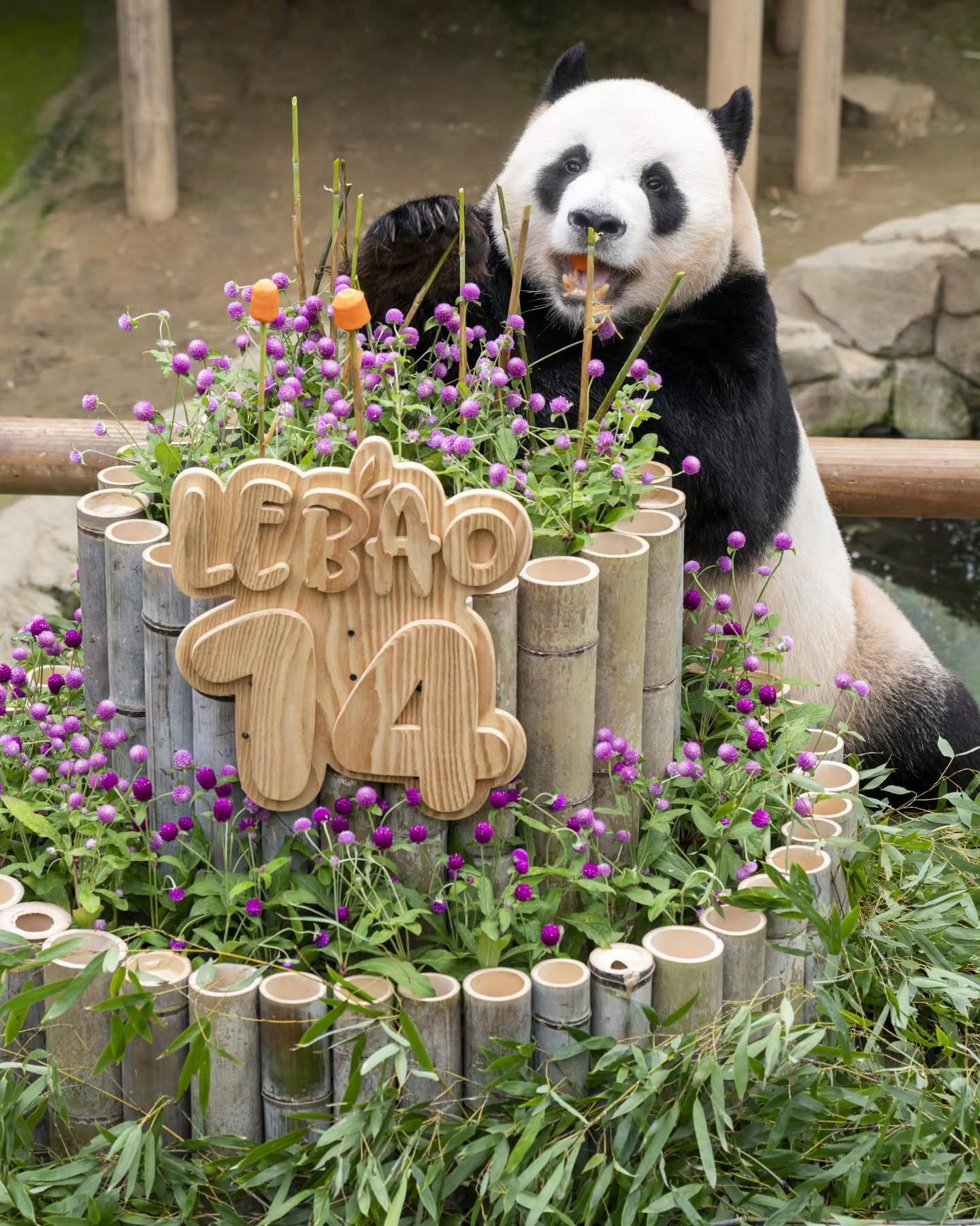 [잡담] 오늘 러바오 14번째 생일이야🐼 | 인스티즈
