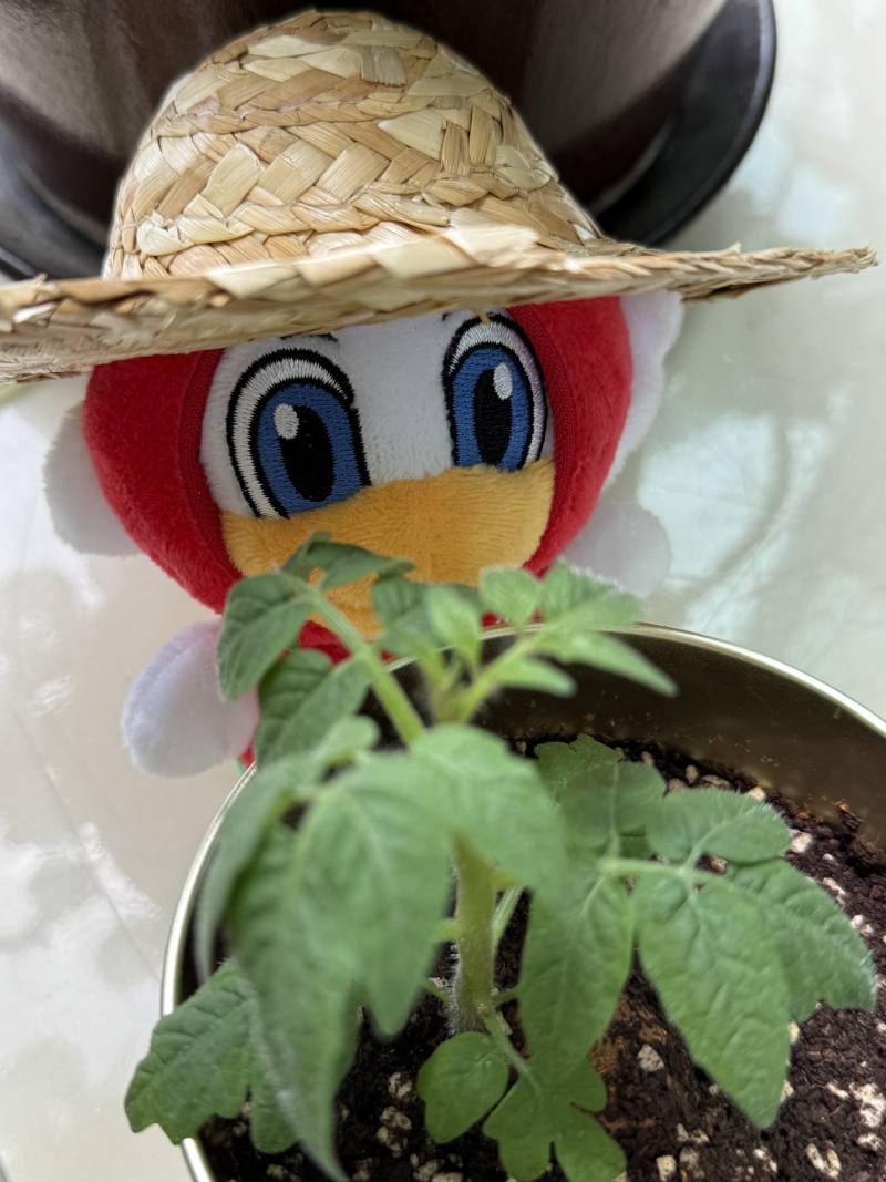 [잡담] 큰방에도 올려보는 방울토마토 재배하는 누루 | 인스티즈