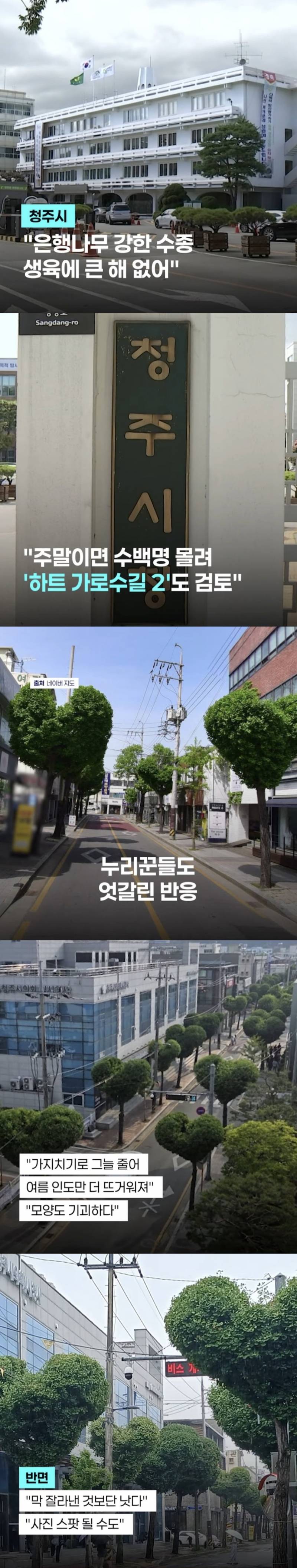 현재 미감 반응 𝙅𝙊𝙉𝙉𝘼 갈리는 하트나무길..JPG | 인스티즈