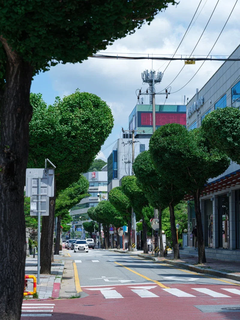 현재 미감 반응 𝙅𝙊𝙉𝙉𝘼 갈리는 하트나무길..JPG | 인스티즈