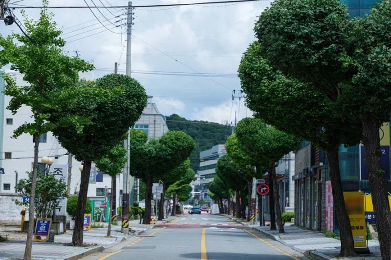현재 미감 반응 𝙅𝙊𝙉𝙉𝘼 갈리는 하트나무길..JPG | 인스티즈